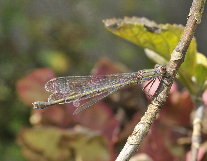 Libellula corsa